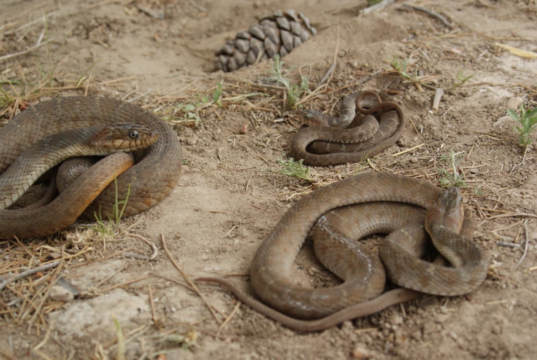 two large brown snakes in dirt with pine cones