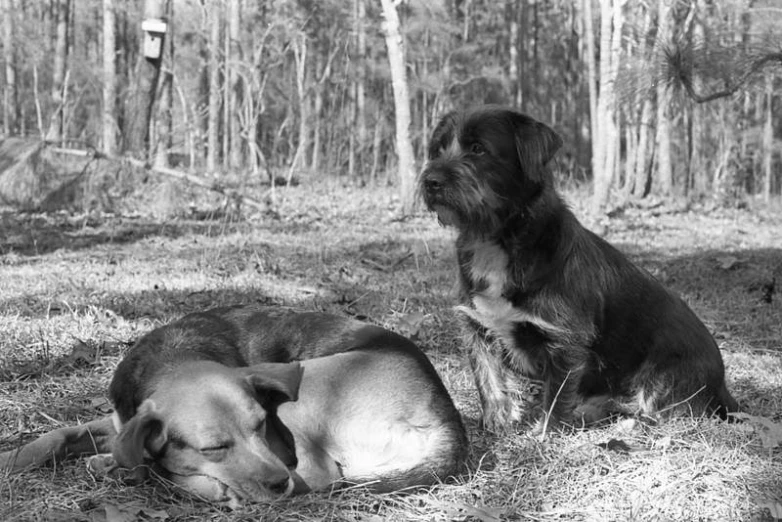 two dogs are laying on the ground in a forest