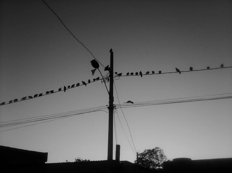 a flock of birds on a wire in the sun