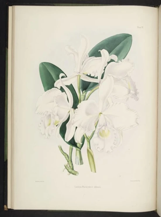 a group of white flowers in a framed book