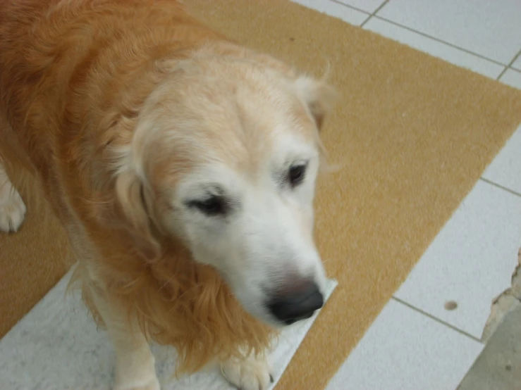 a close up s of a brown dog looking at soing