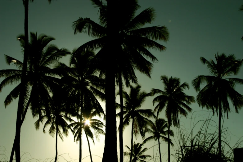 the sun is shining through a palm tree forest