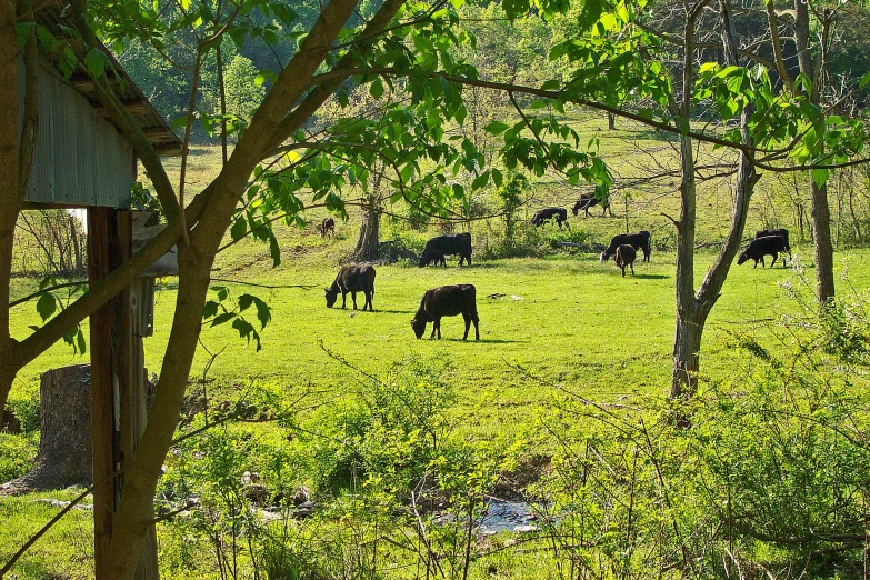 cows graze in a field near a forest