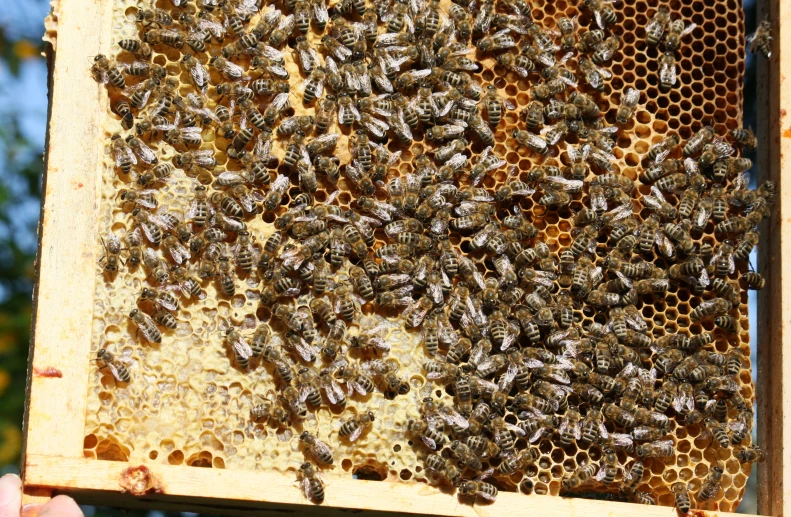 a beeshive has a bunch of bees clustered together