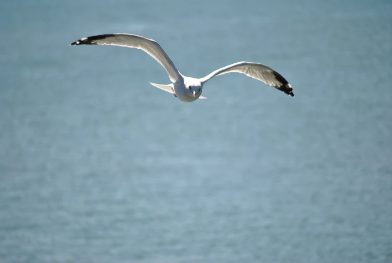 the seagulls are flying high above the water