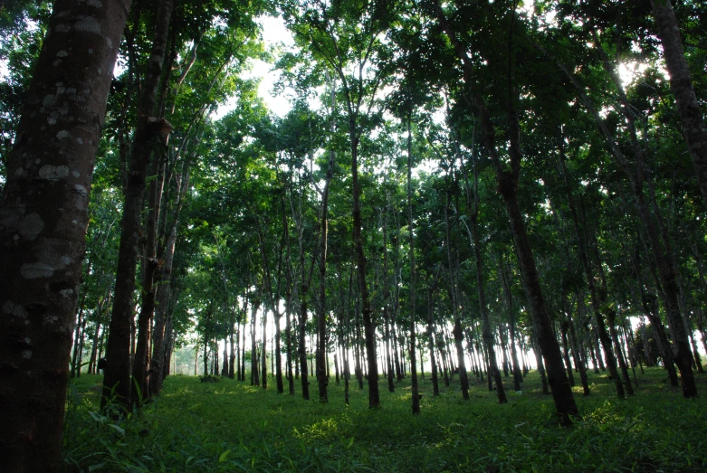 trees stand tall in the middle of the forest