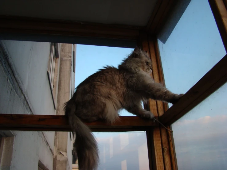 a cat is standing on a window sill