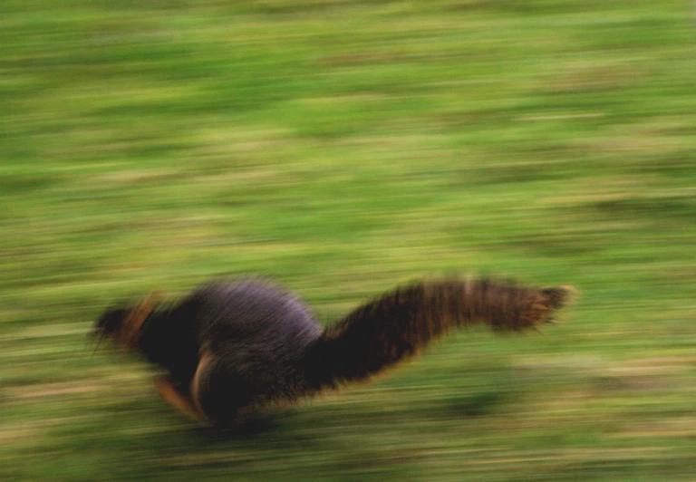 the blurry image of a brown and black dog is being flown