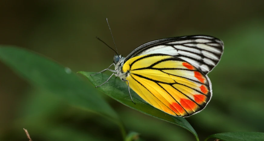 the yellow and black erfly is sitting on a green leaf