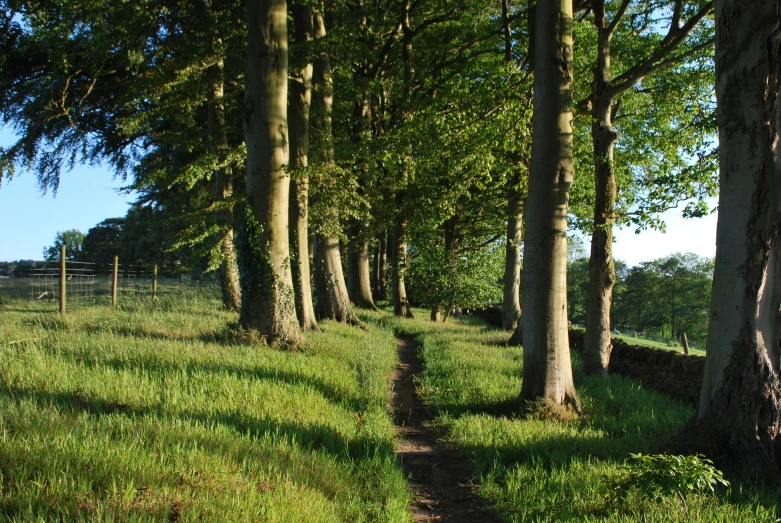 a grassy path cuts through an area with many trees