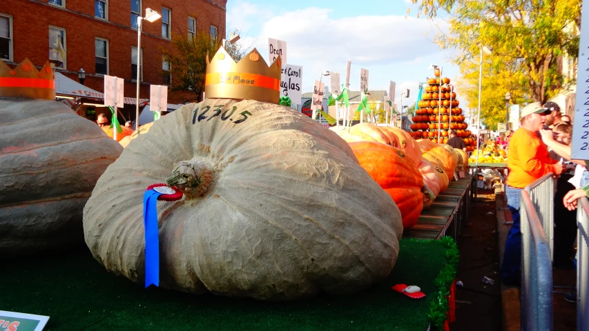 there are many giant pumpkins in this street parade