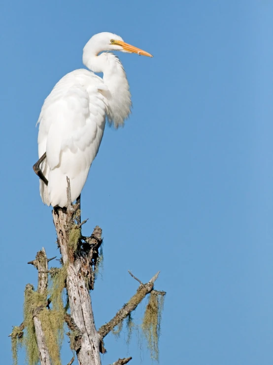 a close up of a bird on top of a tree