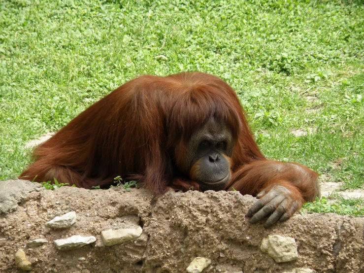 a large brown animal lying on top of a green field