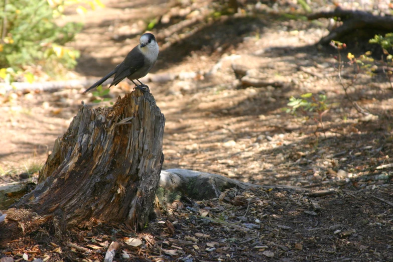 a bird sits on top of a tree stump