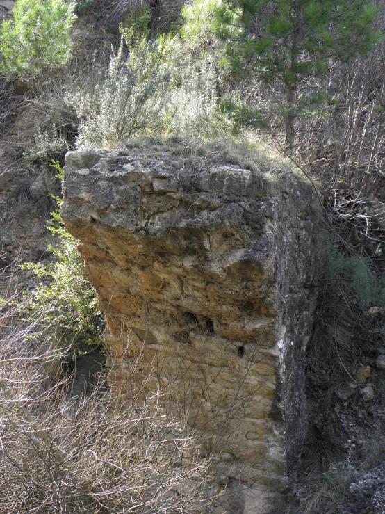 trees have grown on this cliff near water