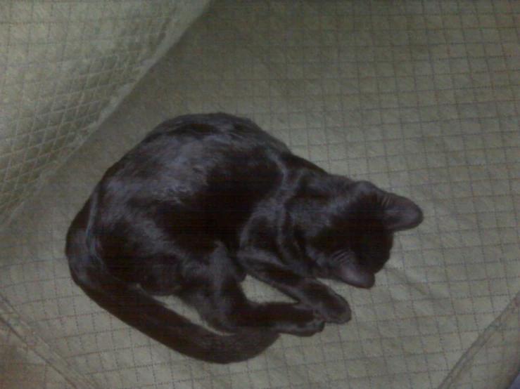 a black cat sleeping on the floor