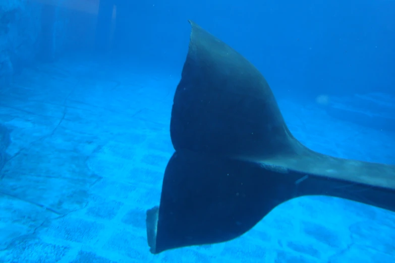 large manta ray swimming in deep blue water