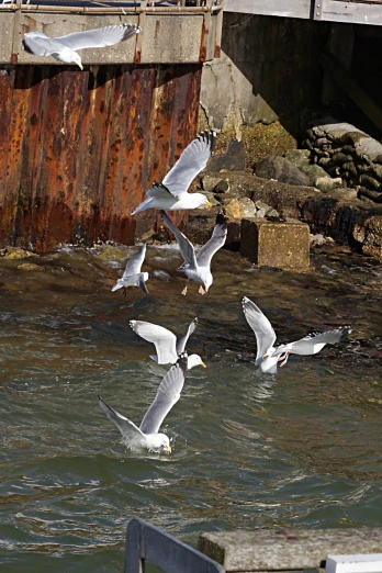 a group of seagulls flying near a large rusted structure