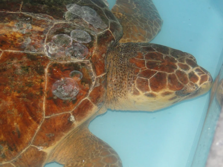 a turtle submerged in blue water with the caption'under cover'on its face