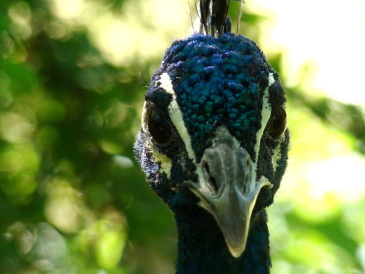 an ostrich has very bright blue feathers on it