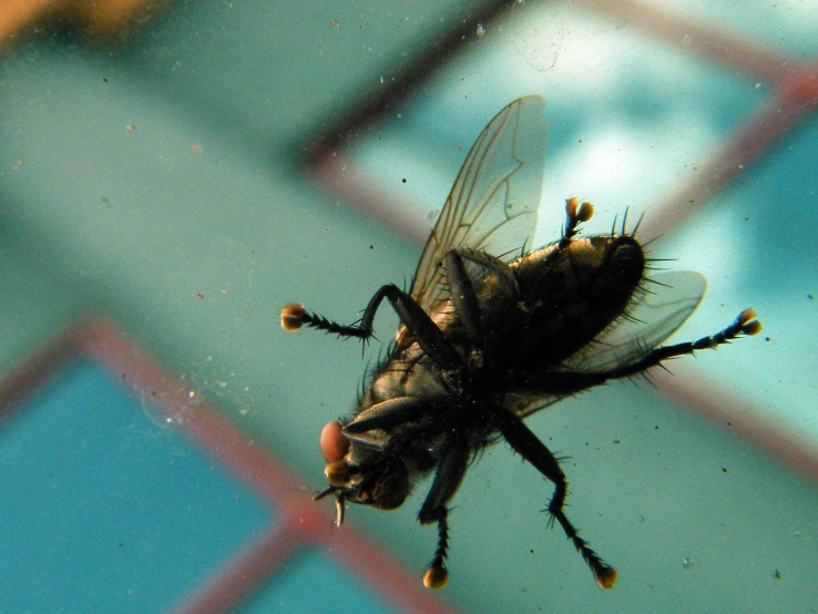 a fly hovers on top of a glass