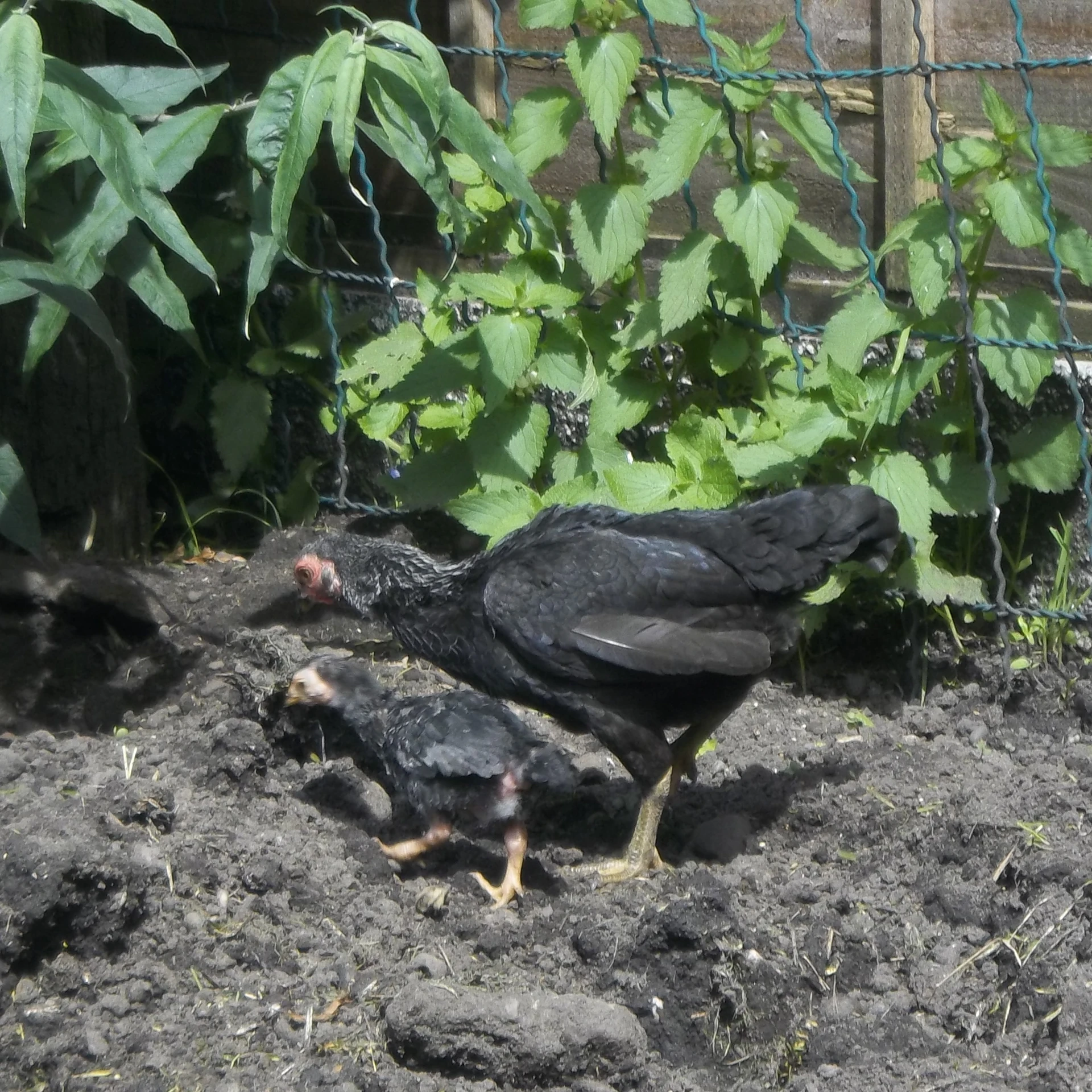 two black chickens are on a dirt surface