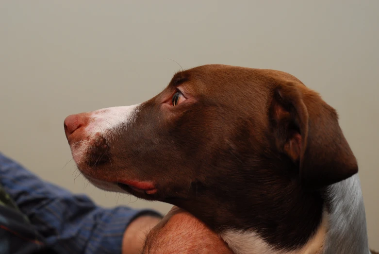 a dog with brown and white eyes looking up