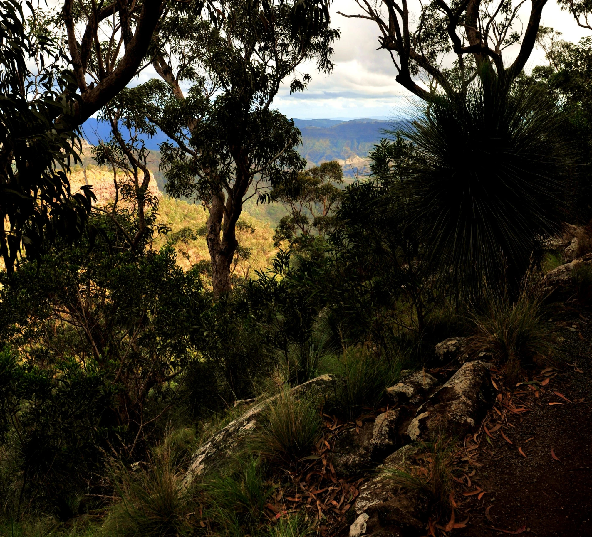 a beautiful view of the hills and land from under a large tree