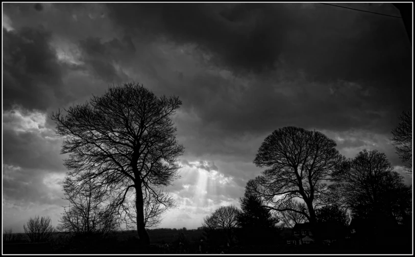 the black and white image shows trees under a cloudy sky