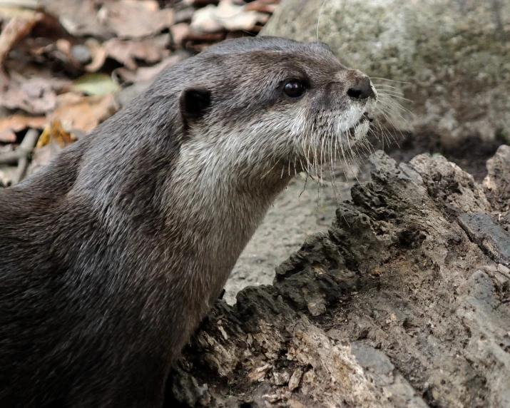 a otter is sitting next to a large stone