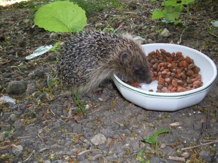 a hedgehog is eating from a bowl filled with water