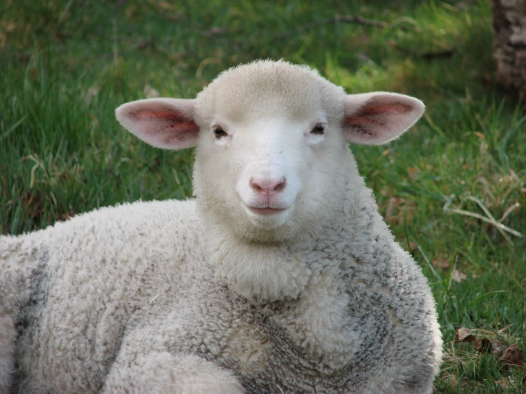 the sheep has fluffy fur and is laying on the grass