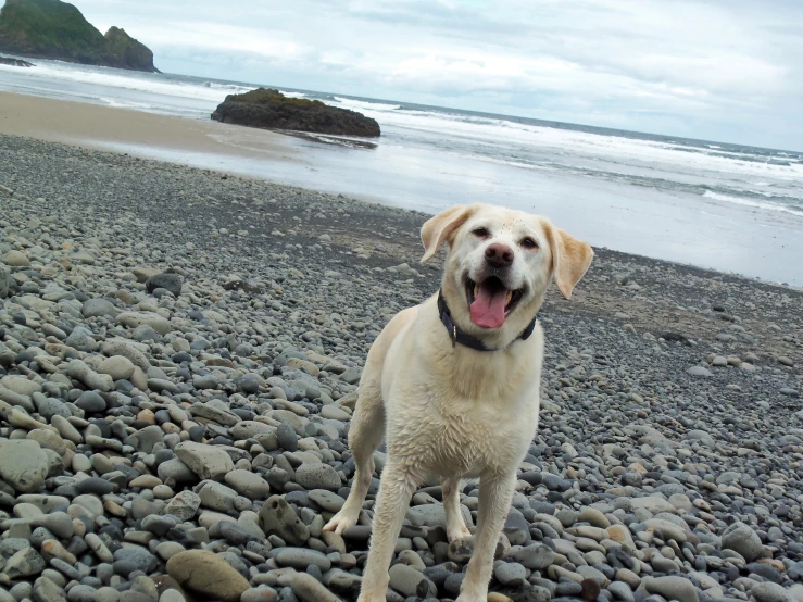 a dog sits on a rocky beach with its tongue out