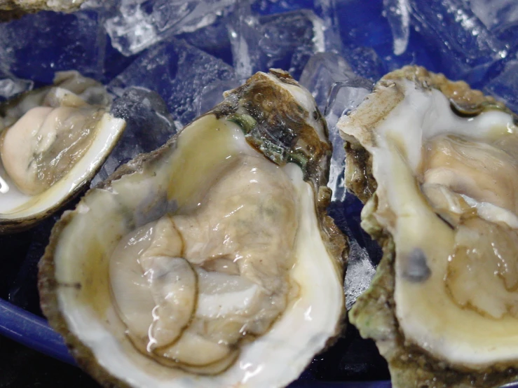 three raw oysters are shown on a plate