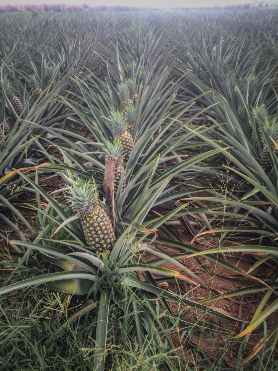 a bunch of pineapples are in a field