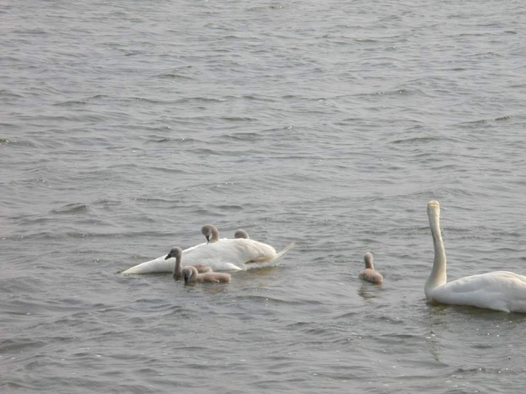 some geese in the water looking at them