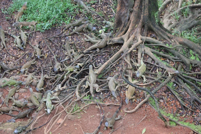 a bunch of dead vines and root formations on the ground