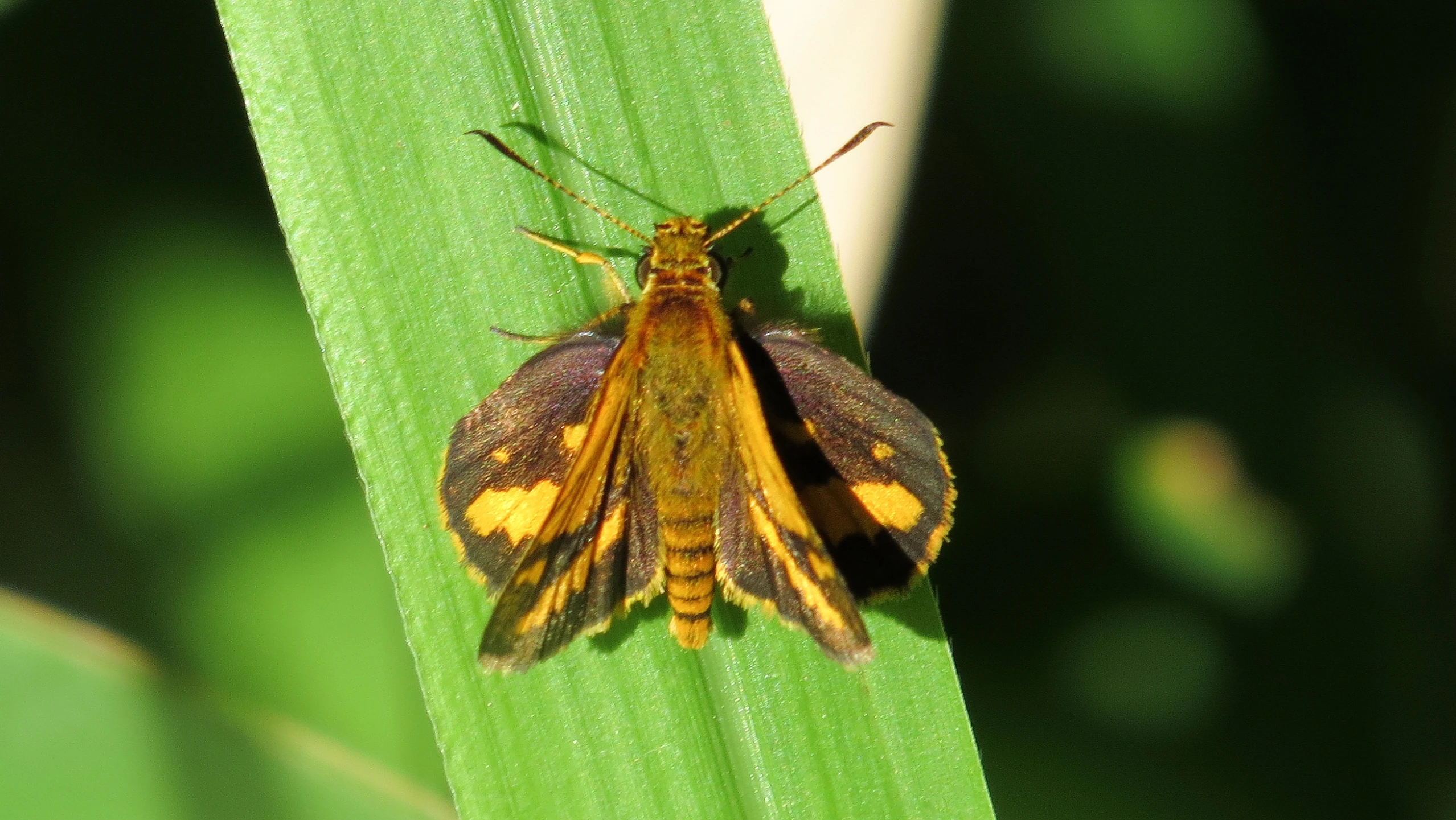 an image of a colorful moth on a green leaf