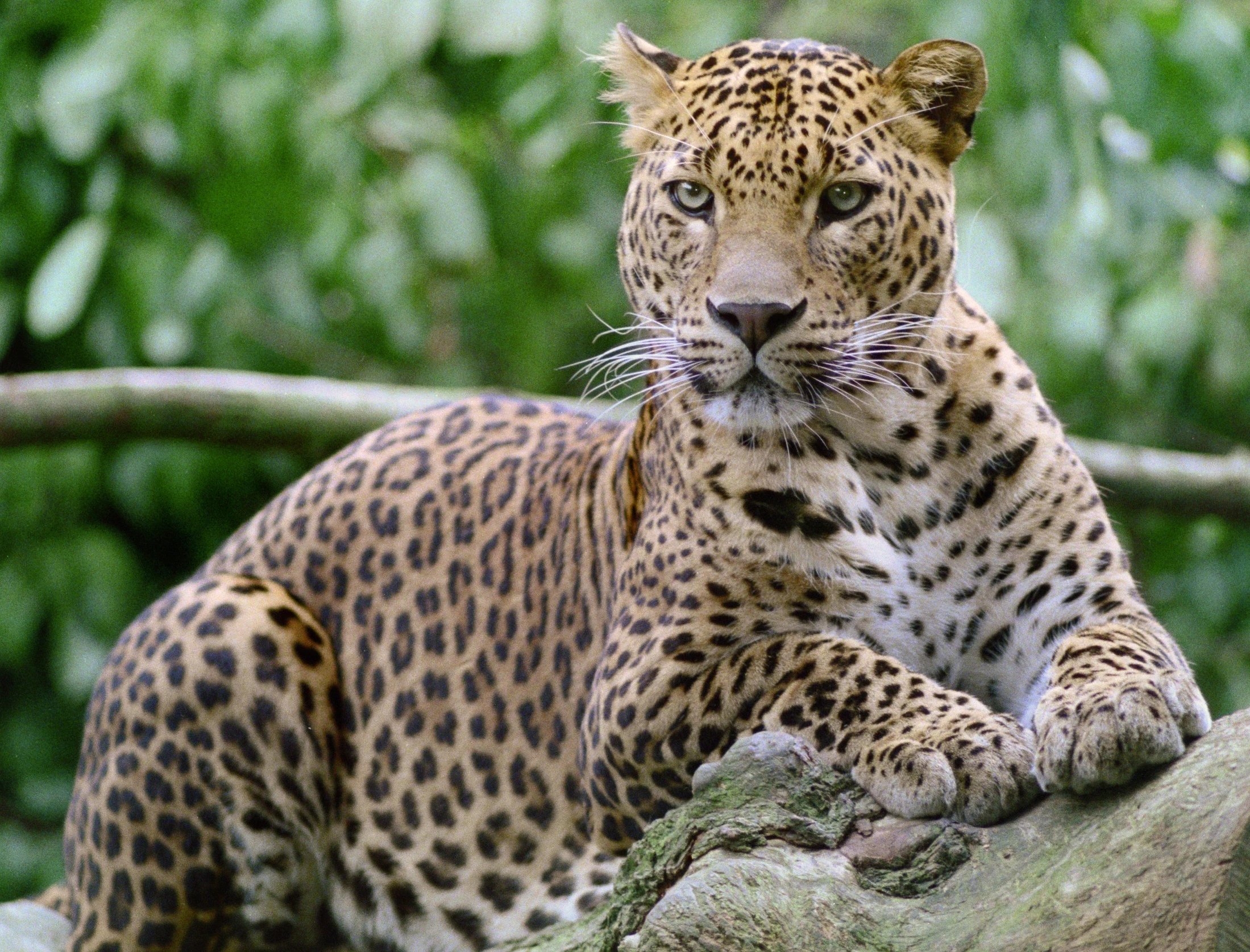 an image of a leopard laying on rocks in the woods