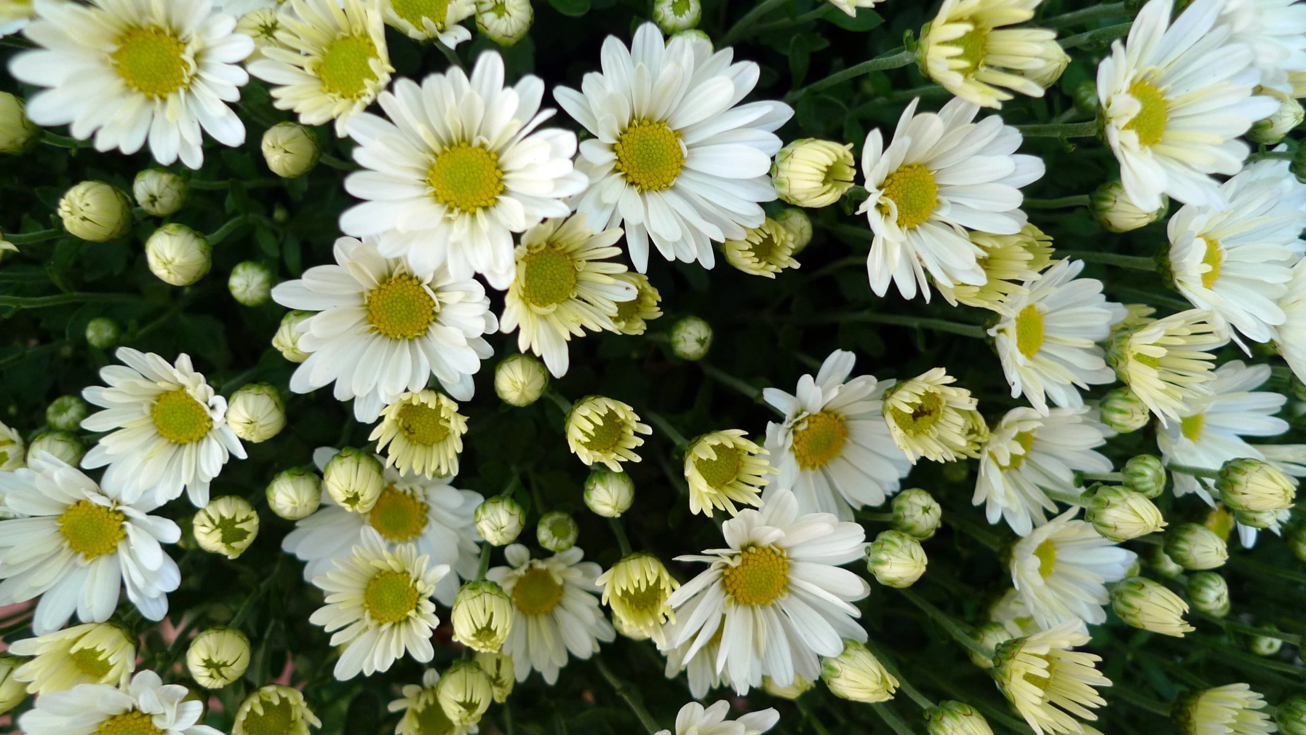 daisies of yellow and white color arranged in an arrangement