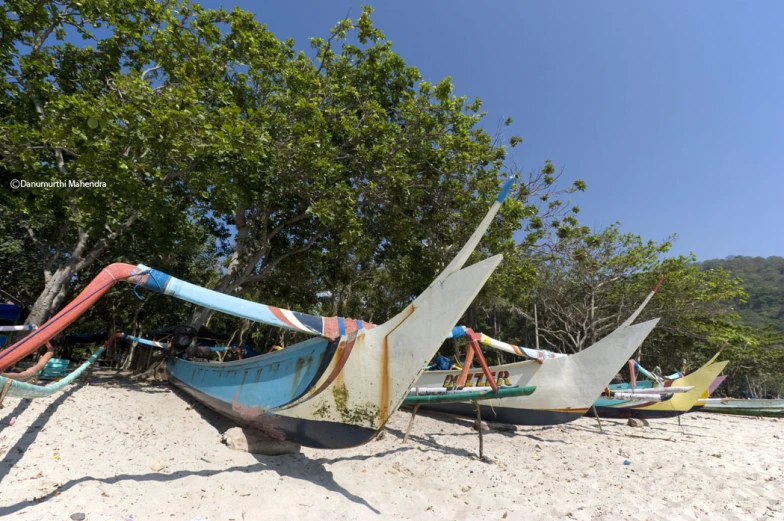 boats are sitting on the beach near a tree