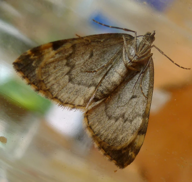 this is a moth on the glass table