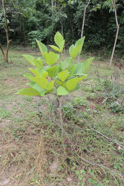 the leafy green plant is growing out of a tree trunk