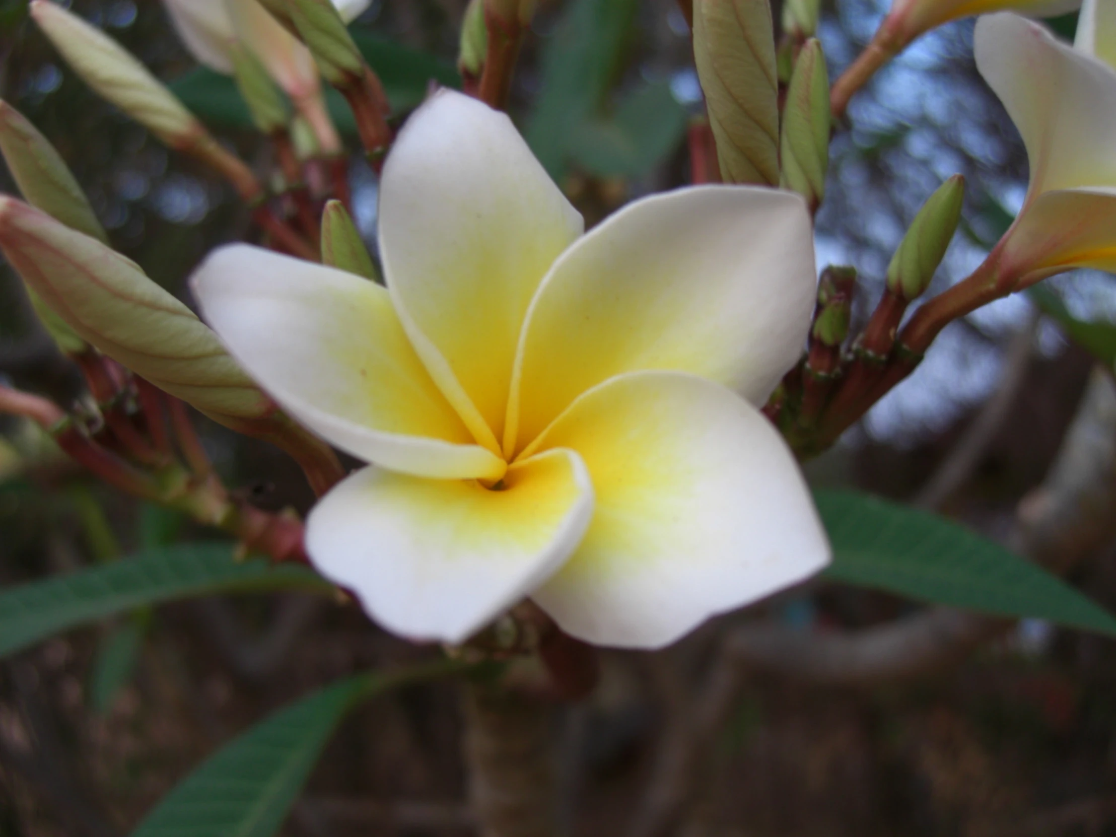 an orange and yellow flower is on top of the leaves