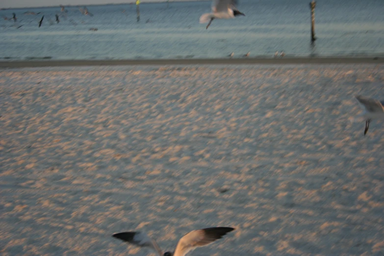 birds are on the beach with many people in the background