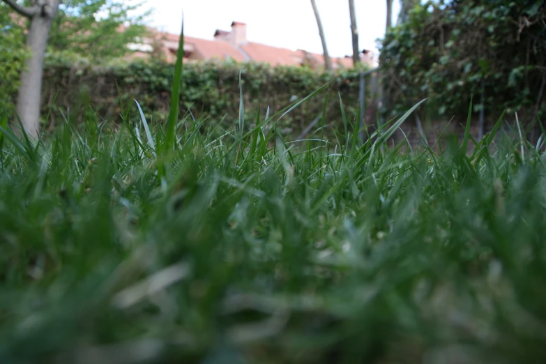 a closeup view of green grass near a building