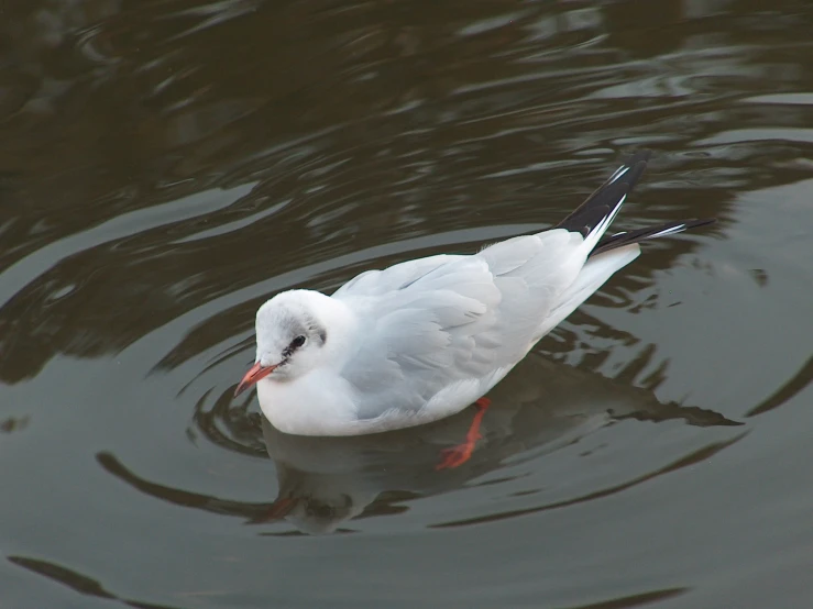 a bird swimming on top of water with brown and white stripes