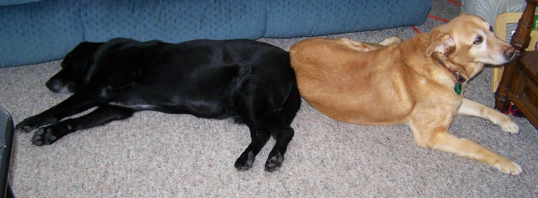 two dogs are laying on the carpet next to each other