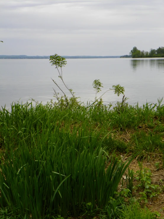 the green bushes in front of the lake are on grass