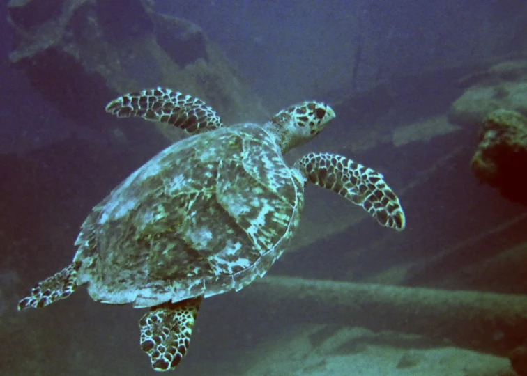 a green turtle swimming under water